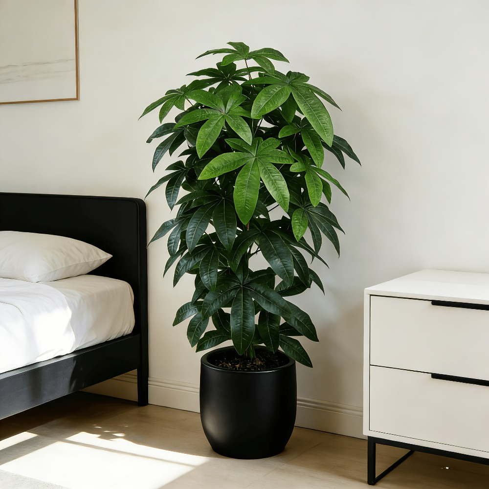 Ficus Lyrata Tree - Pohon Uang Buatan Pachira Aquatica dengan